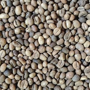 green bean kopi tuni